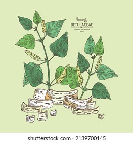 Background with birch: birch leaves, birch branch, betulaceae tree and betulaceae bark. Cosmetics and medical plant. Vector hand drawn illustration.