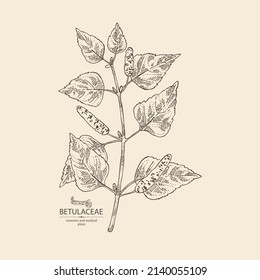 Background with birch: birch leaves, birch branch, betulaceae tree and betulaceae bark. Cosmetics and medical plant. Vector hand drawn illustration.