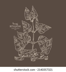 Background with birch: birch leaves, birch branch, betulaceae tree and betulaceae bark. Cosmetics and medical plant. Vector hand drawn illustration.