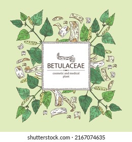 Background with birch: birch leaves, birch branch, betulaceae tree and betulaceae bark. Cosmetics and medical plant. Vector hand drawn illustration.