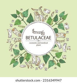 Background with birch: birch leaves, birch branch, betulaceae tree and betulaceae bark. Cosmetics and medical plant. Vector hand drawn illustration.