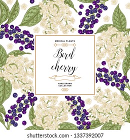 Background with bird cherry blossom. Bird-cherry flowers and berries hand drawn. Vector illustration vintage.