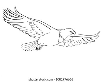 Eagle Colour Images Stock Photos Vectors Shutterstock