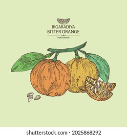 Fondo con naranja amargo: fruta de la bigaradía, hojas y trozo amargo de naranja. Citrus aurantium. Citrus medico ilustración de vector dibujada a mano