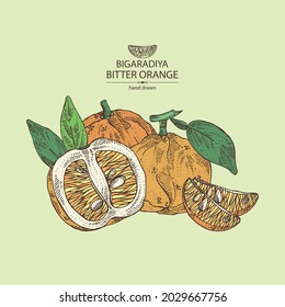 Background with bitter orange: bigaradia  fruit, leaves and bitter orange slice. Citrus aurantium.Citrus medica hand drawn vector illustration
