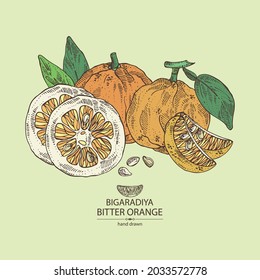 Background with bitter orange: bigaradia  fruit, leaves and bitter orange slice. Citrus aurantium.Citrus medica hand drawn vector illustration