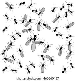Background with black ants