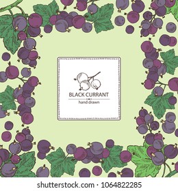 Background with black currant: black currant berries and leaves. Vector hand drawn illustration