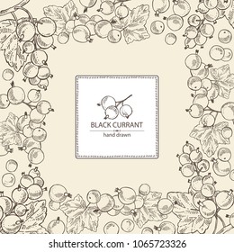 Background with black currant: black currant berries and leaves. Vector hand drawn illustration