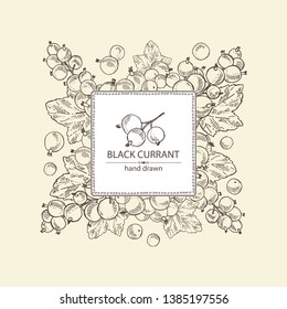 Background with black currant: black currant berries and leaves. Vector hand drawn illustration