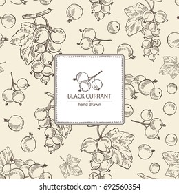 Background with black currant: black currant berries and leaves. Vector hand drawn illustration