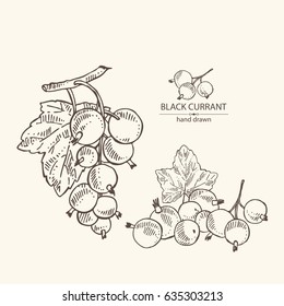 Background with black currant: a branch of black currant, berries, leaves. hand drawn