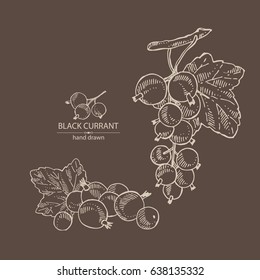 Background with black currant: a branch of black currant, berries, leaves. hand drawn