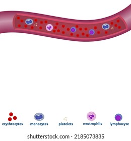 Background with blood cells and their flow in a vein. Medical poster with description. Vector illustration