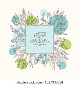 Background with blue agave: blue agave plant and leaves. Cosmetics and medical plant. Vector hand drawn 
