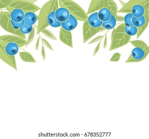 Background of blueberries fruit