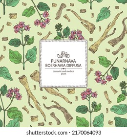 Antecedentes de boerhavia diffusa: planta boerhavia diffusa, hojas, flores punarnava y raíz boerhavia diffusa. Punarnava. Cosmética, perfumería y planta médica. Dibujo manual del vector