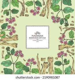 Background with boerhavia diffusa: boerhavia diffusa plant, leaves, punarnava flowers and boerhavia diffusa root. Punarnava. Cosmetic, perfumery and medical plant. Vector hand drawn