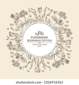 Background with boerhavia diffusa: boerhavia diffusa plant, leaves, punarnava flowers and boerhavia diffusa root. Punarnava. Cosmetic, perfumery and medical plant. Vector hand drawn