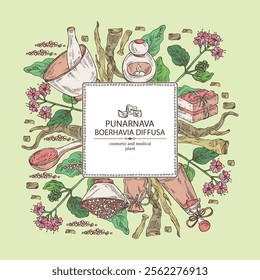 Background with boerhavia diffusa: boerhavia diffusa plant, leaves, punarnava flowers and boerhavia diffusa root. Punarnava. Oil, soap and bath salt . Cosmetics and medical plant. Vector 