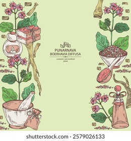 Background with boerhavia diffusa: boerhavia diffusa plant, leaves, punarnava flowers and boerhavia diffusa root. Punarnava. Oil, soap and bath salt . Cosmetics and medical plant. Vector 