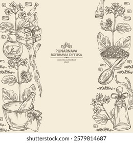 Background with boerhavia diffusa: boerhavia diffusa plant, leaves, punarnava flowers and boerhavia diffusa root. Punarnava. Oil, soap and bath salt . Cosmetics and medical plant. Vector 