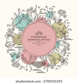 Background with boerhavia diffusa: boerhavia diffusa plant, leaves, punarnava flowers and boerhavia diffusa root. Punarnava. Oil, soap and bath salt . Cosmetics and medical plant. Vector 