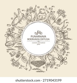Background with boerhavia diffusa: boerhavia diffusa plant, leaves, punarnava flowers and boerhavia diffusa root. Punarnava. Oil, soap and bath salt . Cosmetics and medical plant. Vector 