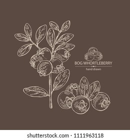 Background with bog whortleberry: branch of bog whortleberry and leaves. Vector hand drawn illustration