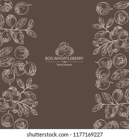 Background with bog whortleberry: branch of bog whortleberry and leaves. Vector hand drawn illustration