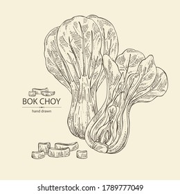 Background with bok choy: plant  and piece of pak choi. Vector hand drawn illustration. 