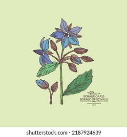 Background with borago officinalis: borago officinalis plant, leaves and borago officinalis flowers. Borage grass. Cosmetic, perfumery and medical plant. Vector hand drawn illustration