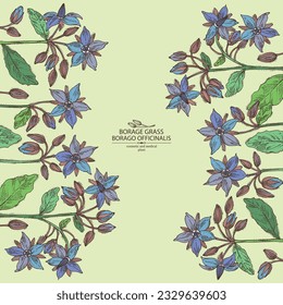 Background with borago officinalis: borago officinalis plant, leaves and borago officinalis flowers. Borage grass. Cosmetic, perfumery and medical plant. Vector hand drawn illustration