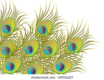 Background, bouquet from peacock feathers.