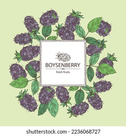 Background with boysenberry: leaves and boysenberry plant. Vector hand drawn illustration.