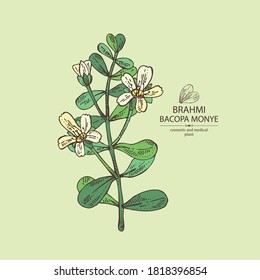 Background with brahmi: brahmi flower, plant and leaves. Bacopa Monier. Indian pennywort. Cosmetic and medical plant. Vector hand drawn illustration