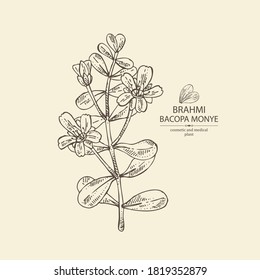 Background with brahmi: brahmi flower, plant and leaves. Bacopa Monier. Indian pennywort. Cosmetic and medical plant. Vector hand drawn illustration