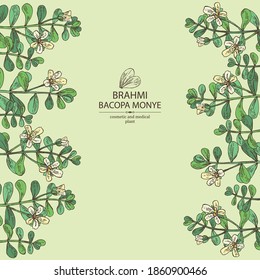 Background with brahmi: brahmi flower, plant and leaves. Bacopa Monier. Indian pennywort. Cosmetic and medical plant. Vector hand drawn illustration