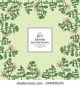 Background with brahmi: brahmi flower, plant and leaves. Bacopa Monier. Indian pennywort. Cosmetic and medical plant. Vector hand drawn illustration