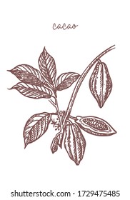 Background with branch of cacao tree. Vector hand drawn illustration.