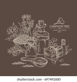 Background with branch of camphor tree, leaves, berries, camphor flowers. Essential oil, soap and bath salt . Cosmetic, perfumery and medical plant. Vector hand drawn illustration. 