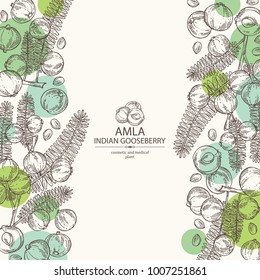 Background with branch of indian gooseberry, amla: berries and leaves of amla. Cosmetics and medical plant. Vector hand drawn illustration.