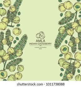 Background with branch of indian gooseberry, amla: berries and leaves of amla. Cosmetics and medical plant. Vector hand drawn illustration.