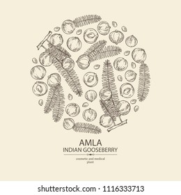 Background with branch of indian gooseberry, amla: berries and leaves of amla. Cosmetics and medical plant. Vector hand drawn illustration.