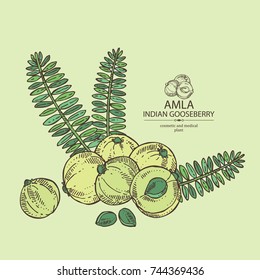 Background with branch of indian gooseberry, amla: berries and lesves of amla. Cosmetics and medical plant. Vector hand drawn illustration