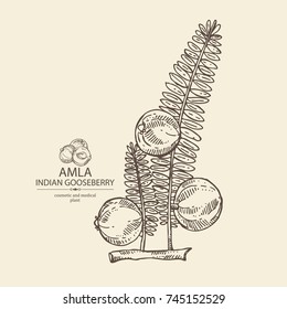 Background with branch of indian gooseberry, amla: berries and lesves of amla. Cosmetics and medical plant. Vector hand drawn illustration.