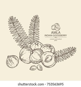 Background with branch of indian gooseberry, amla: berries and lesves of amla. Cosmetics and medical plant. Vector hand drawn illustration