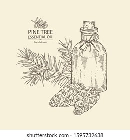 Background with branch of pine tree, cone and bottle of pine tree essential oil. Cosmetic, perfumery and medical plant. Vector hand drawn illustration.