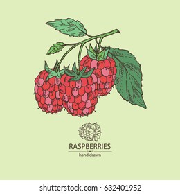 Background with a branch of raspberries. hand drawn