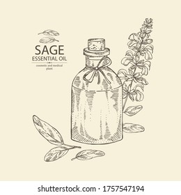 Background with branch of sage, leaves, flowers and bottle of sage essential oil. Cosmetic, perfumery and medical plant. Vector hand drawn illustration.